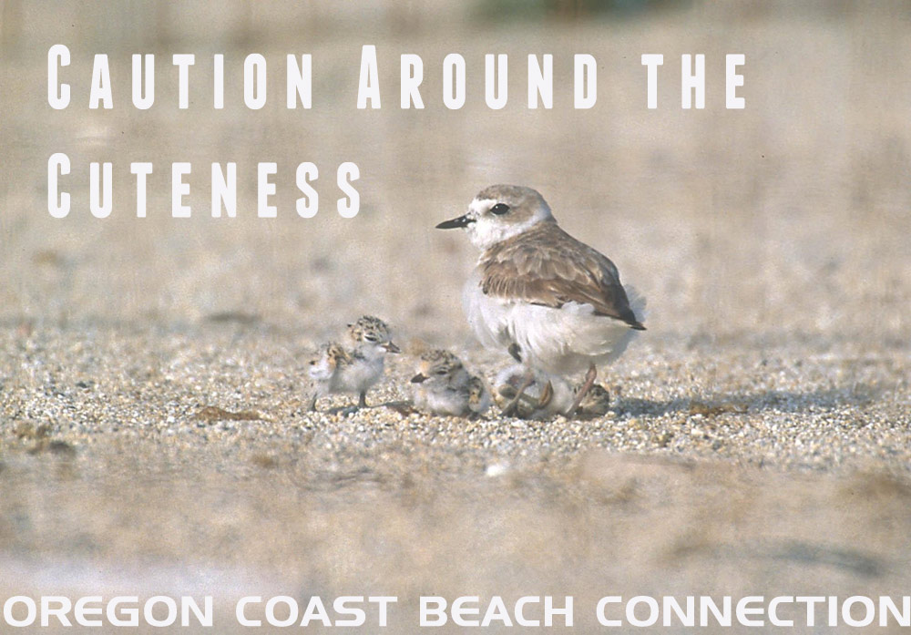 Oregon Coast tweet media