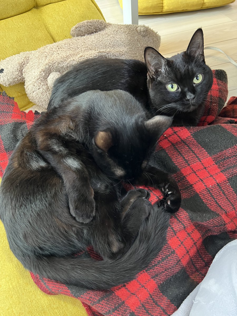 黒猫おはぎ🐈⬛林遊眠@劇団ショウダウン tweet media