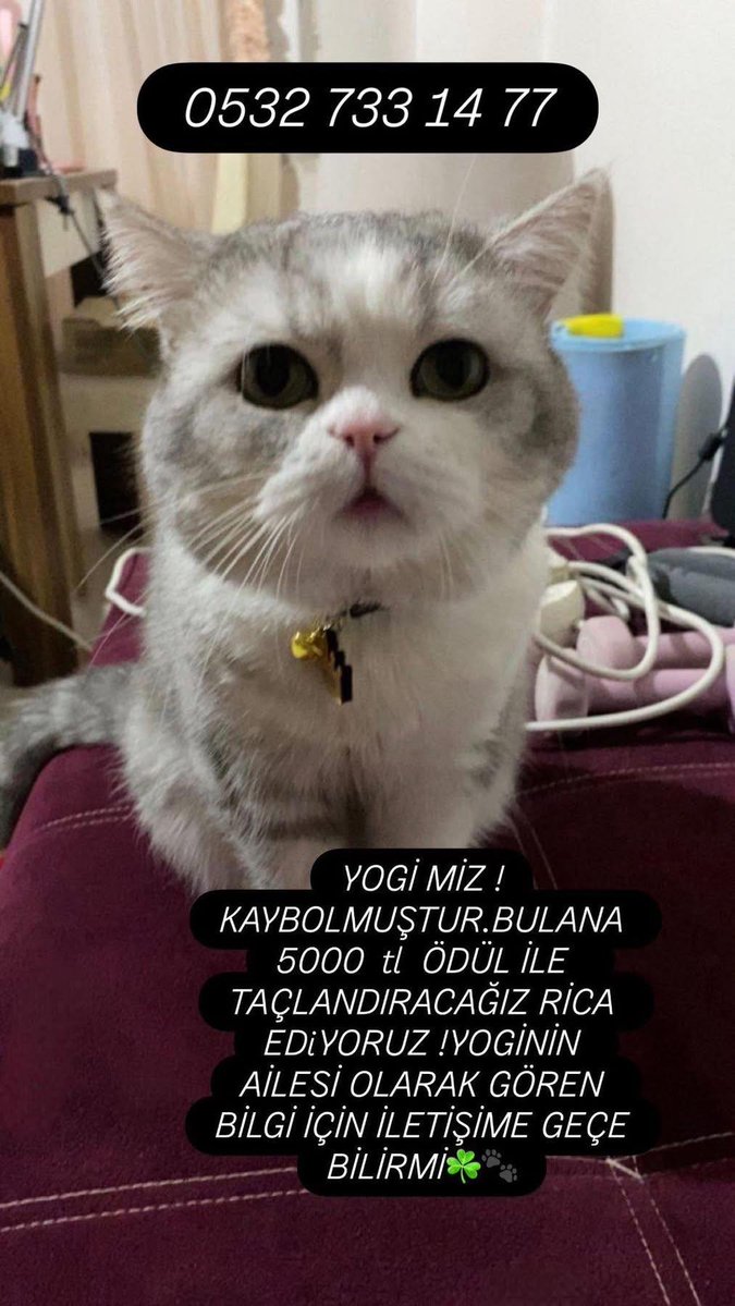 Zülal Kutluer tweet media