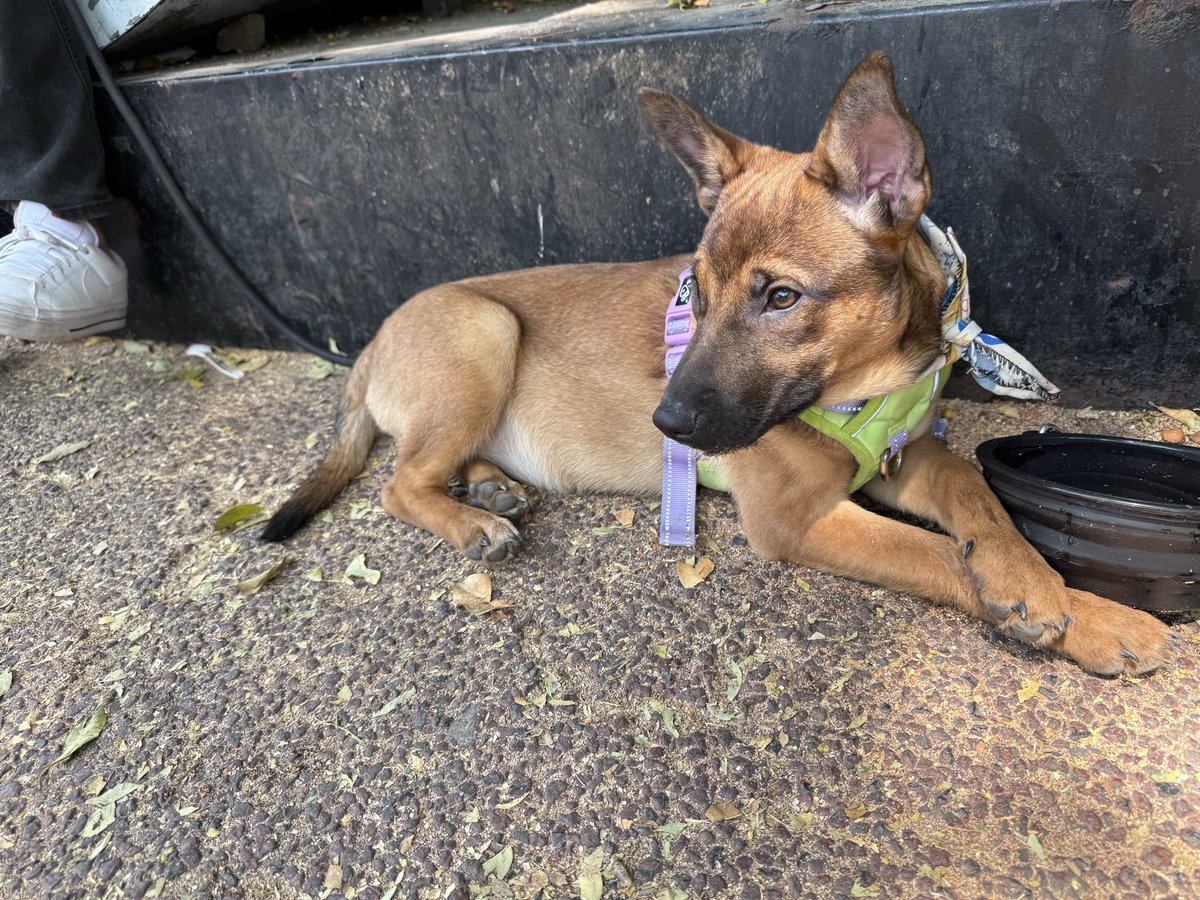 fjqasil75's tweet photo. Mi primera experiencia en una feria de adopción apoyando a pequeños en busca de un hogar y a sus grandes rescatistas. ¿No parece que alguno de ellos se vería genial contigo compartiendo hogar? 🫰#AdoptaNoCompres. El buen #Chicle les desea un gran noche 💚 https://t.co/yUAu8TzRiG