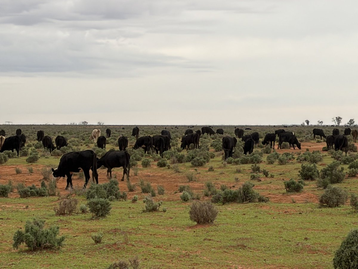 Angus Whyte tweet media