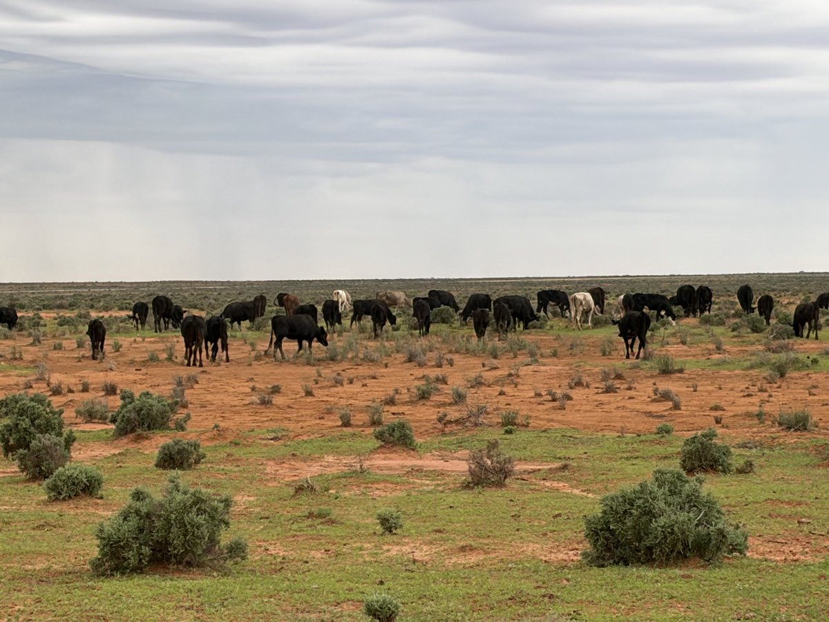 Angus Whyte tweet media