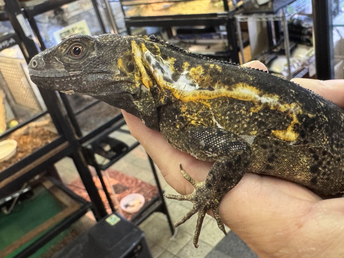 🍺こう🦎🍻🍢 tweet media