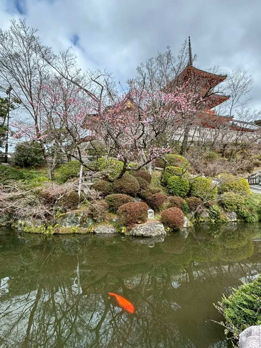 Josu_03's tweet photo. 今日のお出かけ。 京都の大谷本廟へ、お墓参りに。 帰路、久しぶりに清水寺の門をくぐりました。 コロナ禍を経て、訪れるのは実に久しぶり。 境内には梅がちらほら咲き、春の気配。 清水の舞台から見下ろす町並みは絶景でした。 国際色豊かな賑わい。古都の活気を感じました。 
#京都 #清水寺 https://t.co/Ftk7rrCEK8