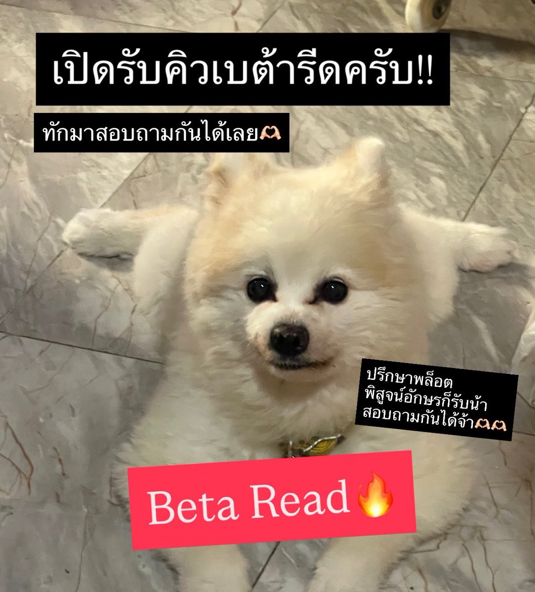 wereadthisbook's tweet photo. ตอนนี้เปิดรับคิวเบต้ารี้ดนะคะทุกคน 🫶🏻🫶🏻 ทักมาสอบถามกันได้น้า
ถ้าเราไม่ตอบ DM แท็กมาได้นะคะ น้องชอบไม่เตือน ฮือๆ🙏🏻 #betaread #คุยกันคุณนักเขียน #เบต้ารีด https://t.co/R9cdbiMXu3