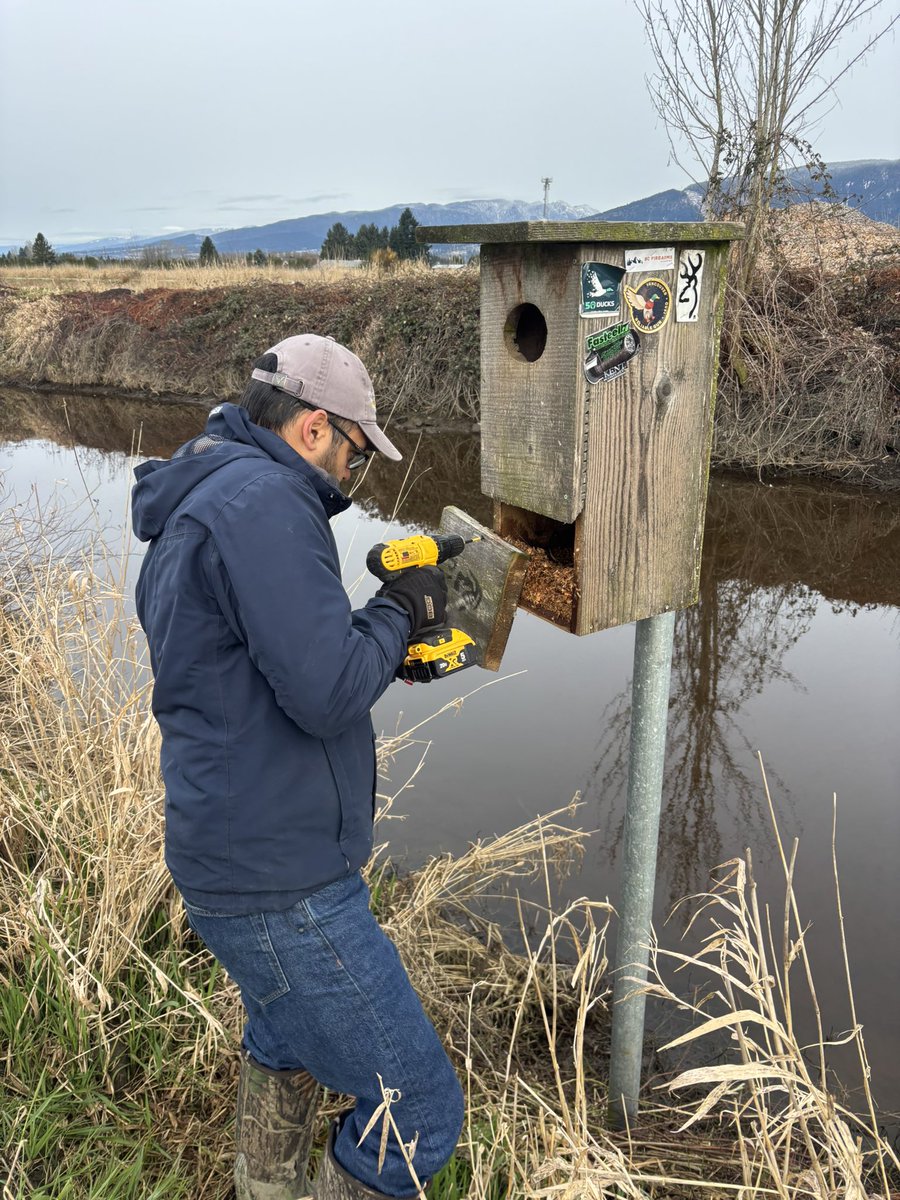 Pittwaterfowler's tweet photo. Moe answered the call to help Chris finish off 7 more boxes on another farm today. A new volunteer he helped build boxes now got to see the in field portion! Great day of bird ID, ecosystems and learning! #pittwaterfowlers #reliableinthefield #woodducks #nestingboxes https://t.co/FlPzymJ7ax