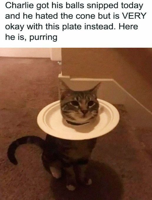 Tweets Of Cats tweet media