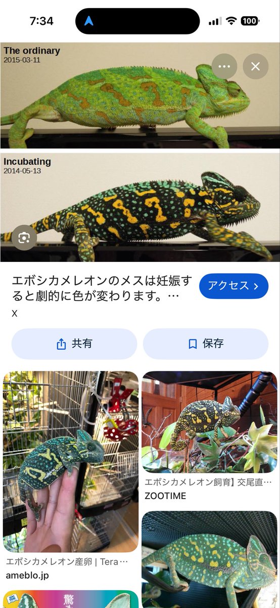 nao21bro's tweet photo. 昨日 お迎えした カメレオン

イキナリ Say kou show？

妊娠したらビビットな色になるらしい

性交 成功してるかな？ https://t.co/YQcaln6tuX