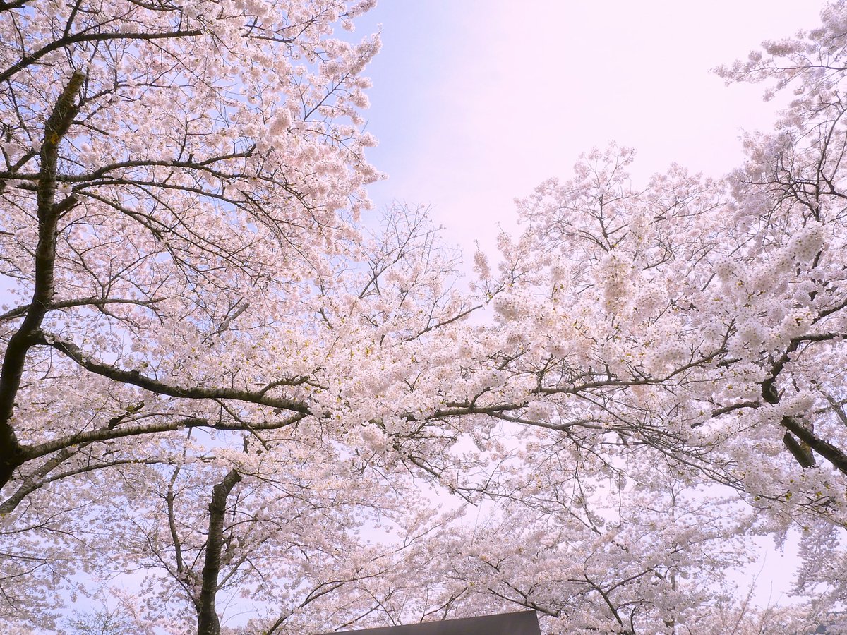🌸夜桜の大槌へ。三陸鉄道「夜桜列車」🌸
ライトアップされた吉里吉里駅の桜の下で、
 大槌町吉里吉里「あずまや」の料理と
 大槌の湧水で仕込んだ純米大吟醸「源水」を楽しむ特別な夜。
📅4/10(金)
 👥40名限定
 💰6,000円
申込はこちら👇
 zenryo-marupay.com...
#三陸鉄道 #夜桜列車 #大槌町