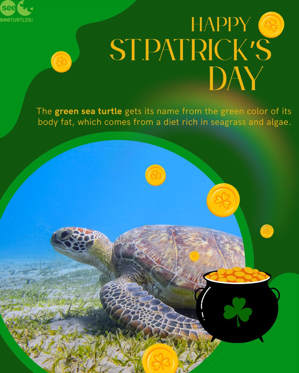 SEE Turtles tweet media