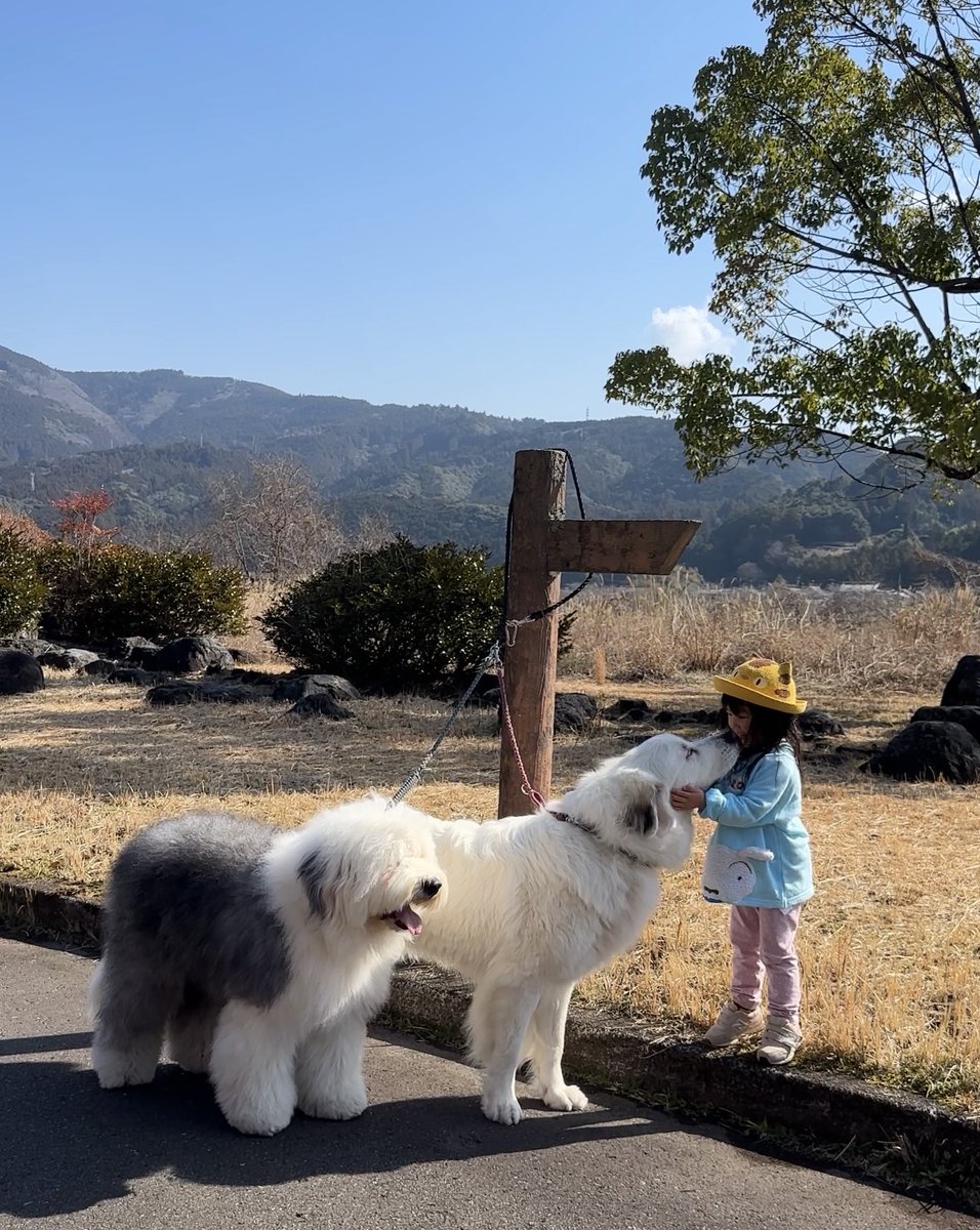 山の奥から tweet media