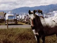 metallic but green 🍀 tweet media