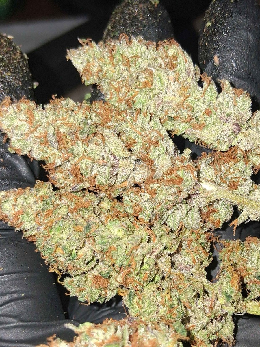 SgtSadistic tweet media