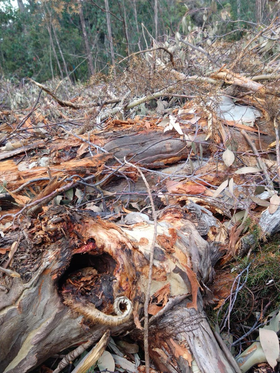 BobBrownFndn's tweet photo. 🚨 A Ringtail Possum killed by logging operations in Tasmania's Central Highlands. "Every day that Forestry Tasmania is allowed to log native forests, their machines kill wildlife like this" — BBF Campaigns Director Jenny Weber. #politas
https://t.co/bKkXdlvlL3 https://t.co/xYhGIAhJJ5