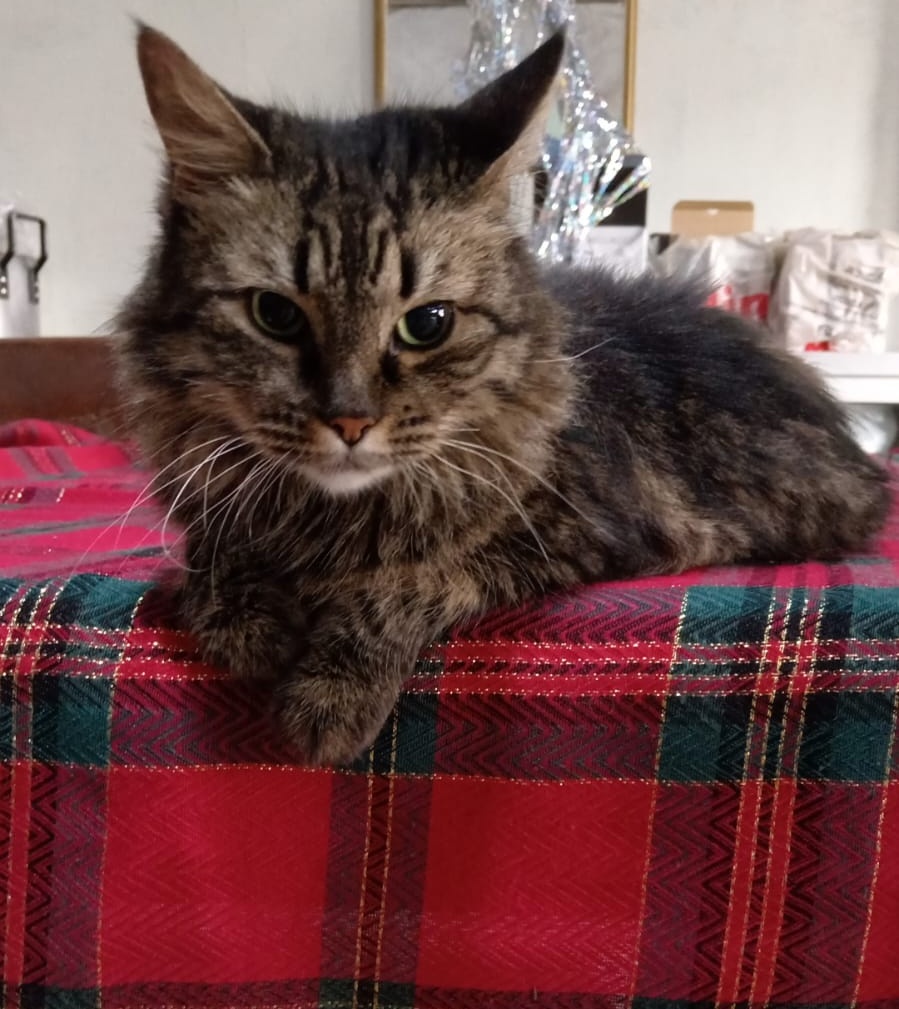 Vickthor tweet media