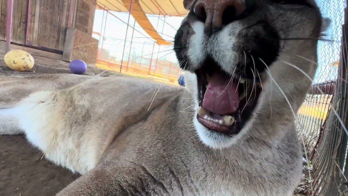 goug the camera is down here…