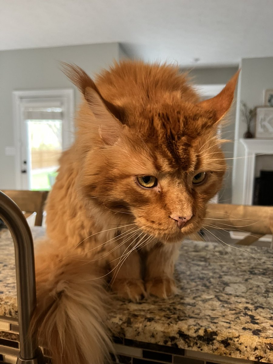 Seed Oil Disrespecter™️ tweet media