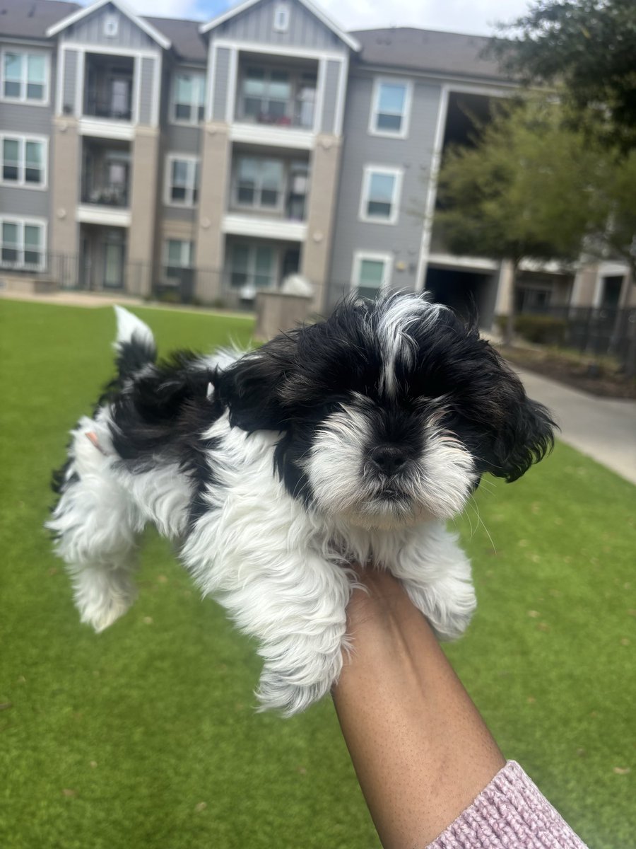 JaeeCelest's tweet photo. Houston 📍
8 week old Shih Tzu puppies looking for loving homes 🐾
Super playful and adorable.
DM for info. Serious inquiries only.
#HoustonTX #HoustonPets #ShihTzu #ShihTzuPuppy #HoustonDogs https://t.co/dvoDRpjpnU