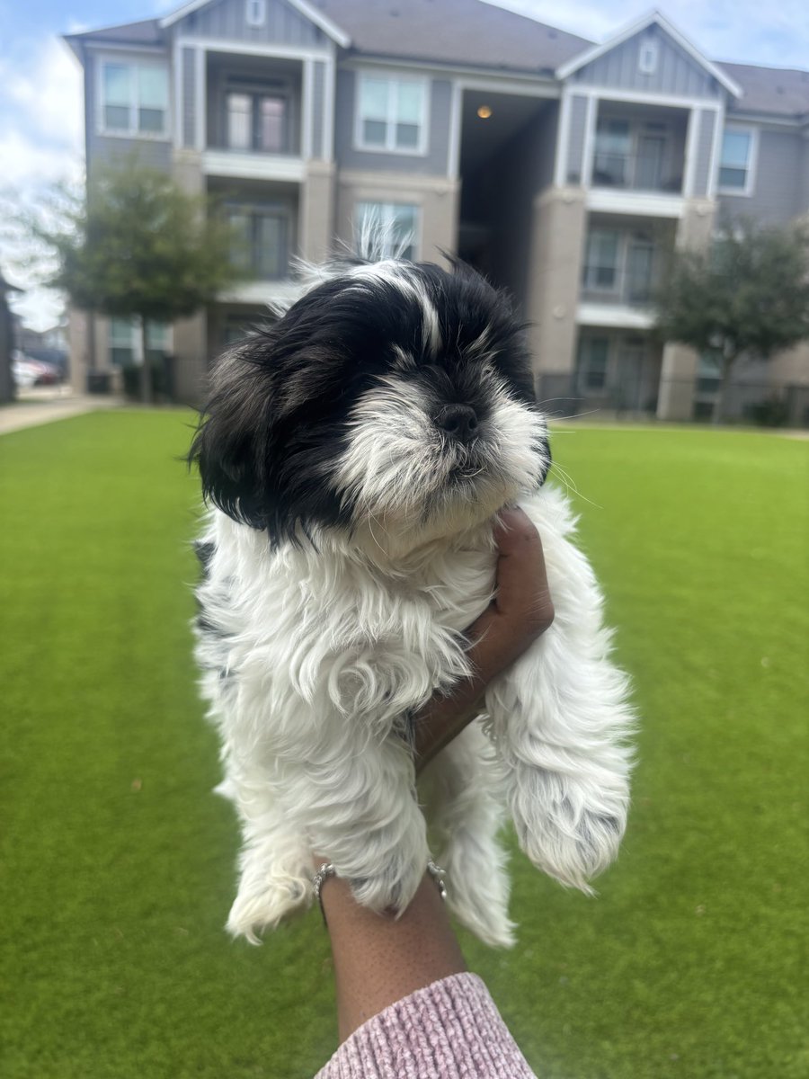 JaeeCelest's tweet photo. Houston 📍
8 week old Shih Tzu puppies looking for loving homes 🐾
Super playful and adorable.
DM for info. Serious inquiries only.
#HoustonTX #HoustonPets #ShihTzu #ShihTzuPuppy #HoustonDogs https://t.co/dvoDRpjpnU