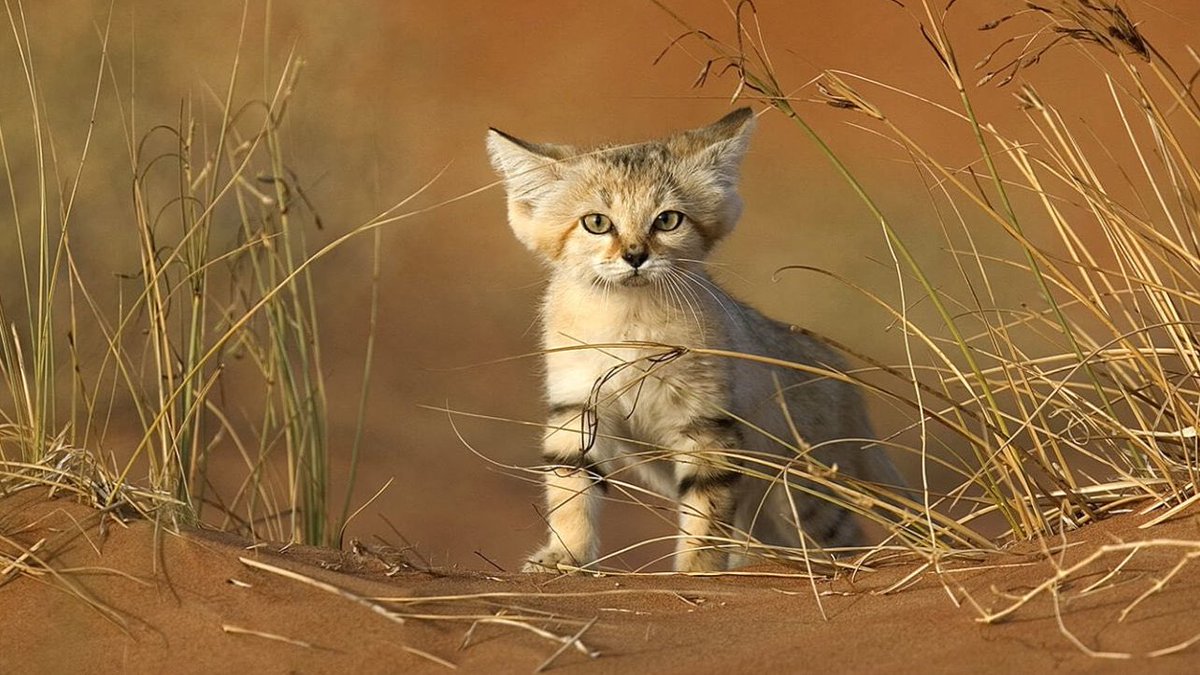 %0 düşünce %100 tatlılık