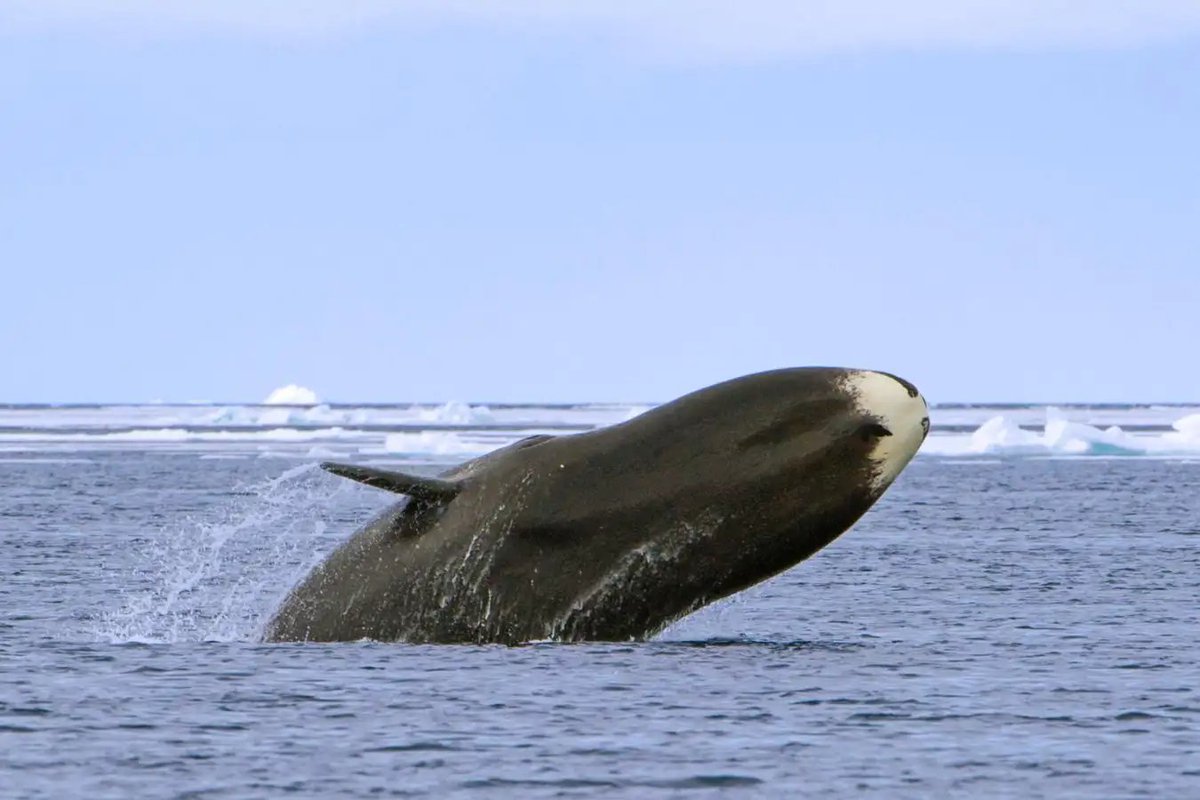 Curiosity tweet media