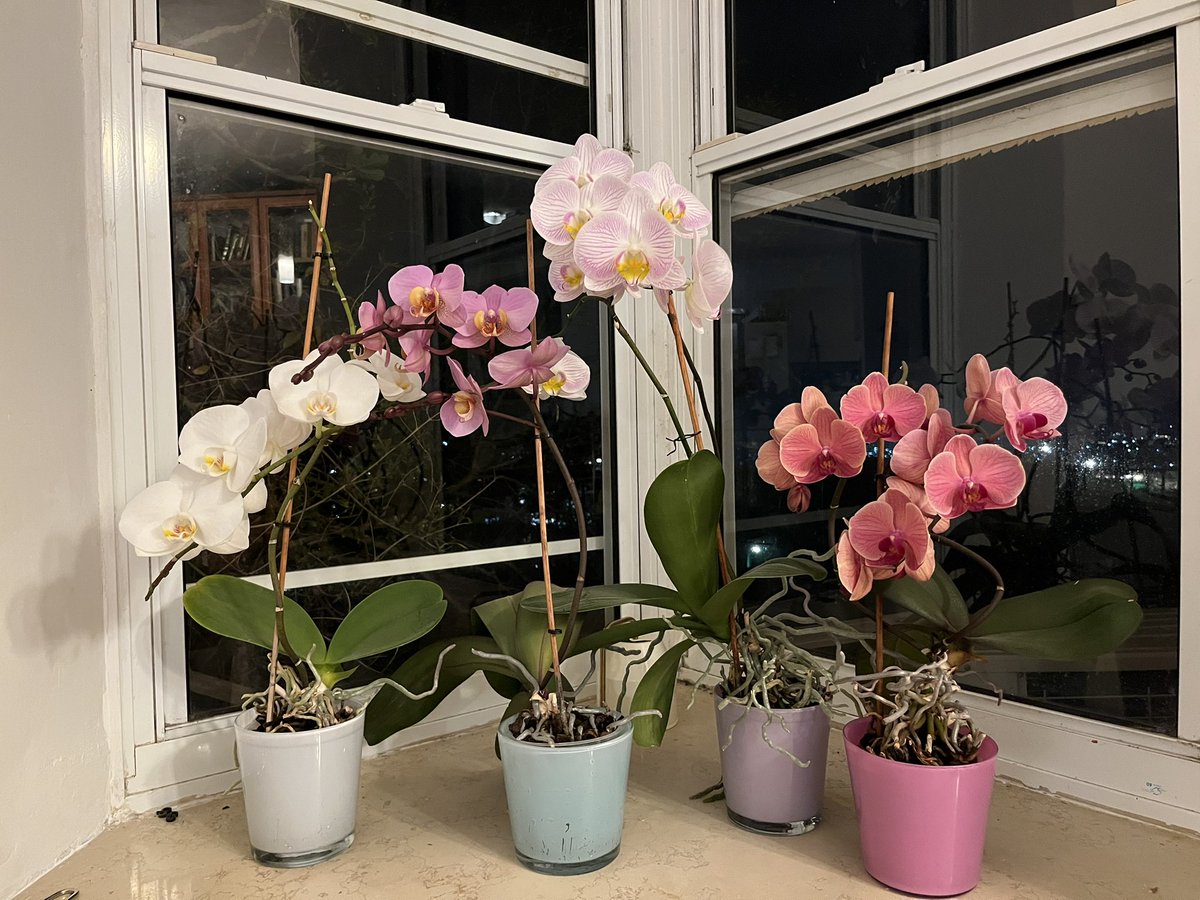 Anna 🇮🇱 tweet media