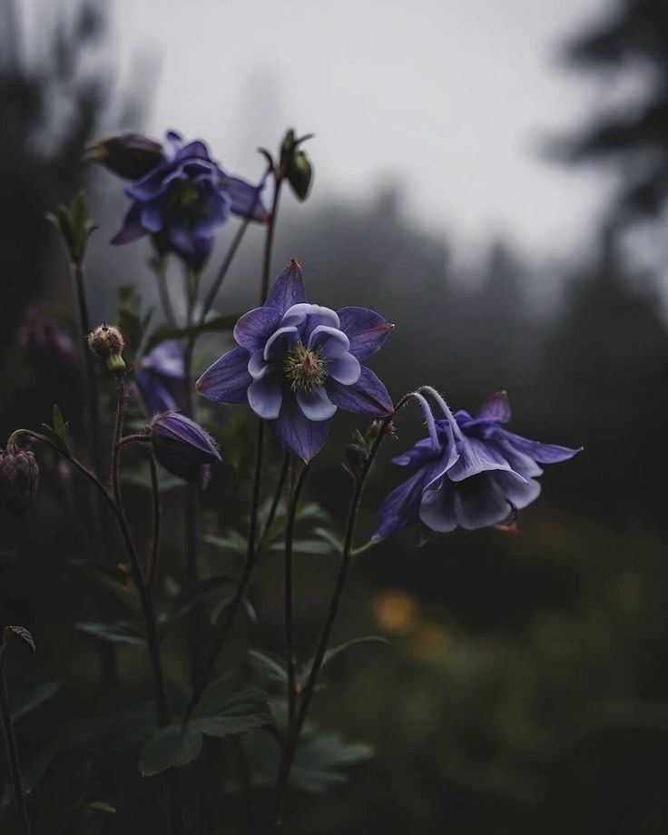 𝕰𝖑𝖊𝖒𝖒𝖎𝖗𝖊 tweet media