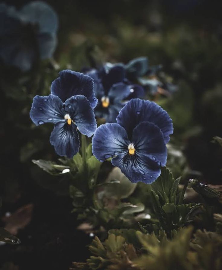 𝕰𝖑𝖊𝖒𝖒𝖎𝖗𝖊 tweet media