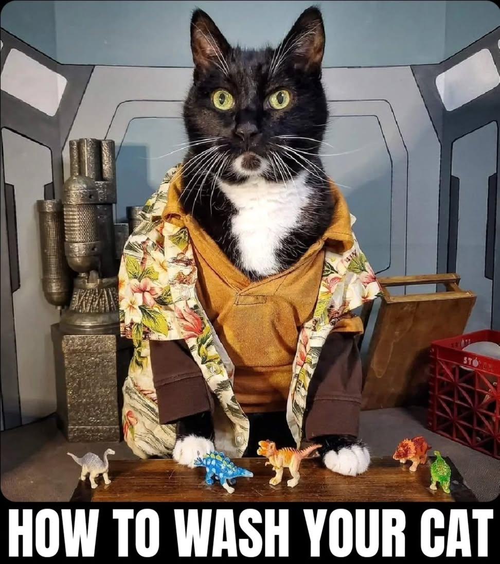 Cat Cosplay tweet media