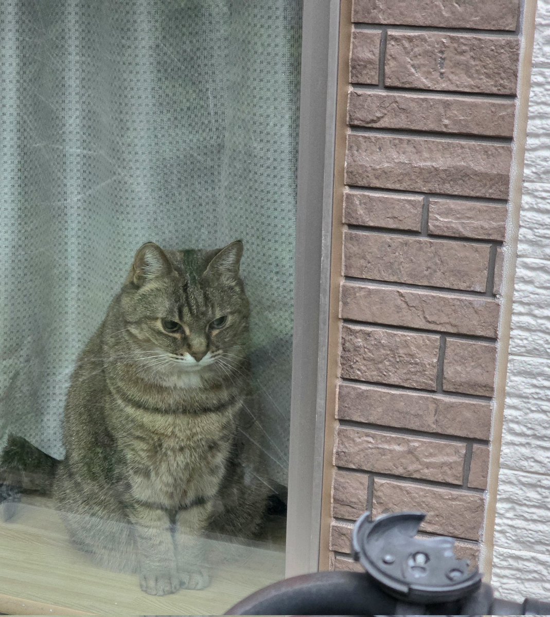 pon3767's tweet image. 週明け月曜日のお見送りニャルソック👀✨

🐱｢今日は☔☁か〜。つまらないニャ。チャリのベル🔔、割れてるし｣

😂

 #キジトラ  #ニャルソック