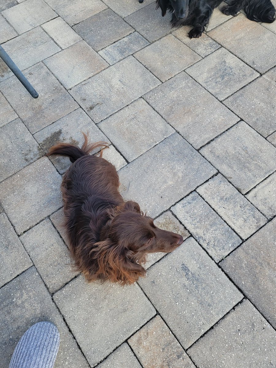 Sassafrass84 tweet media