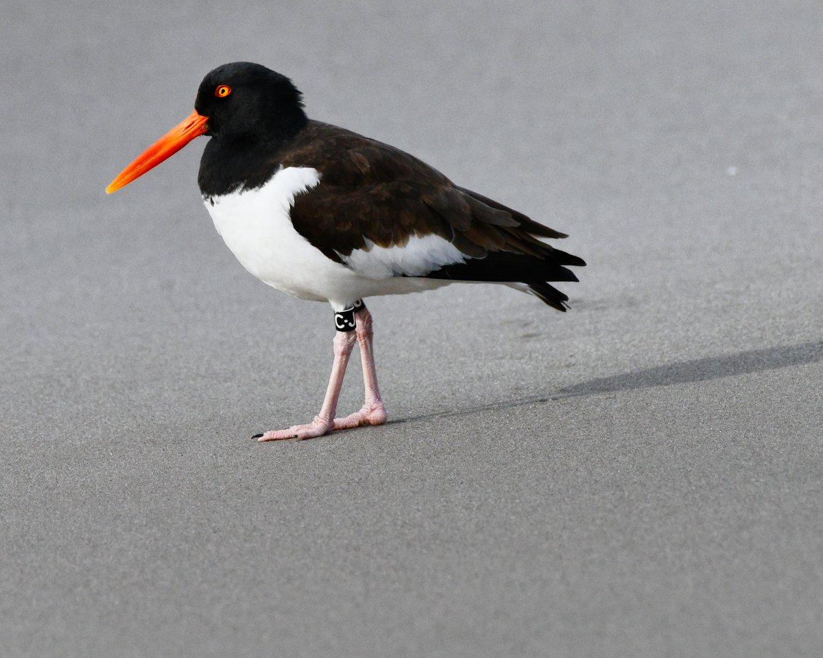 Sharon Ní Bhaoill tweet media