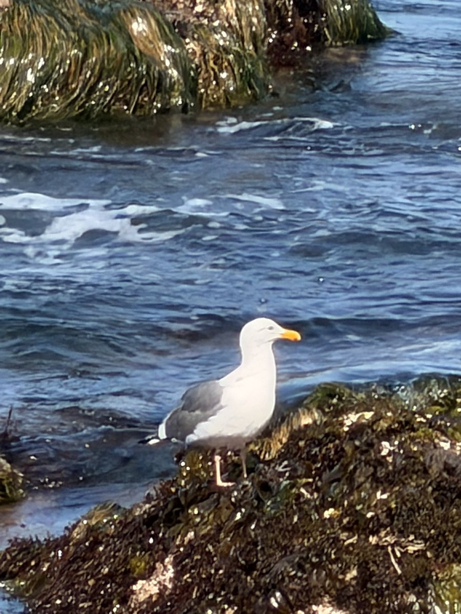 Chung 腸粉🔜🇺🇸Furlingame tweet media