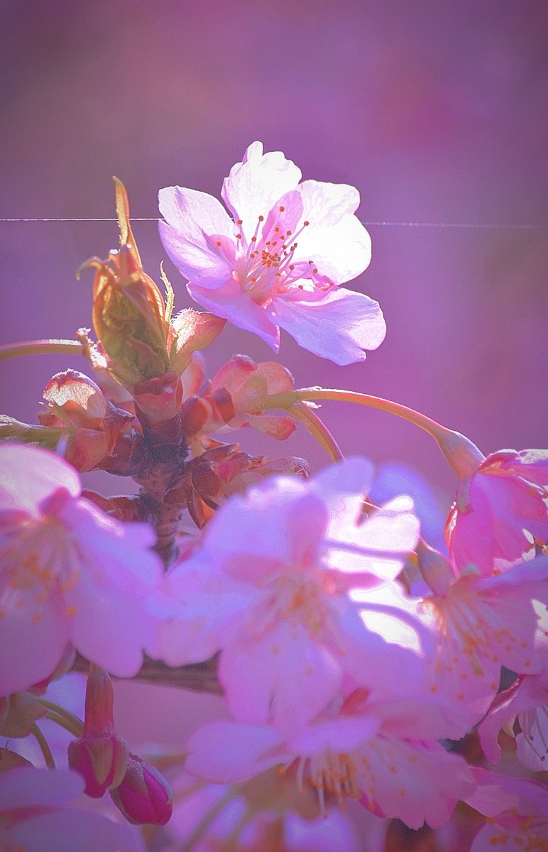 Rain_trader_'s tweet photo. 河津桜　撮ってきた

#TLを花でいっぱいにしよう
#キリトリセカイ
#ファインダー越しの私の世界 https://t.co/vYXbBFn9zi