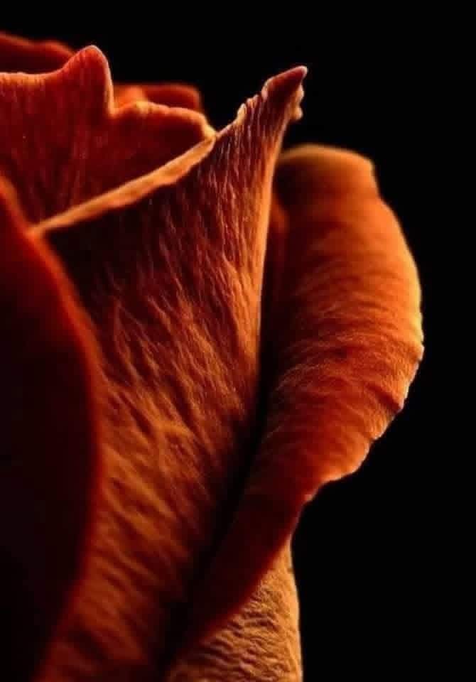 Ράνια tweet media