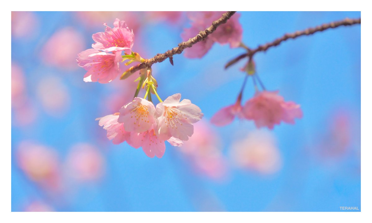 TERAHAL🐱 tweet media