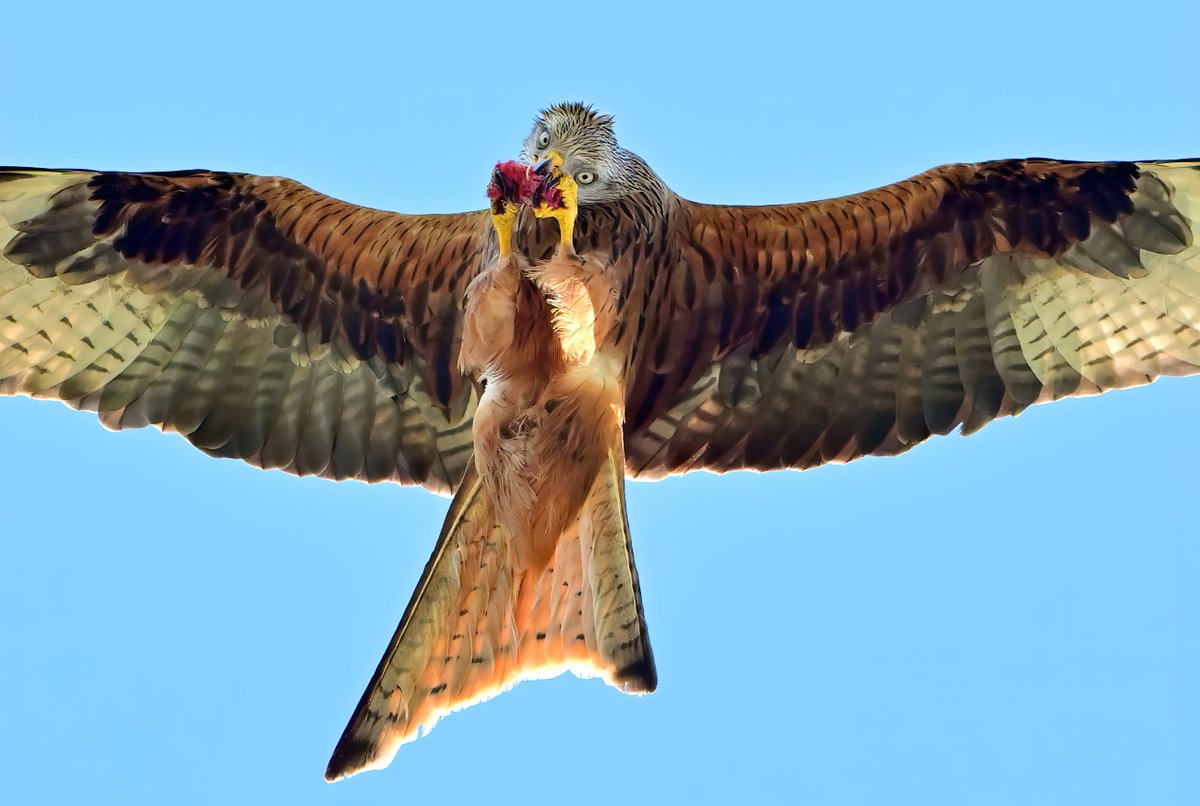 Carl Bovis tweet media