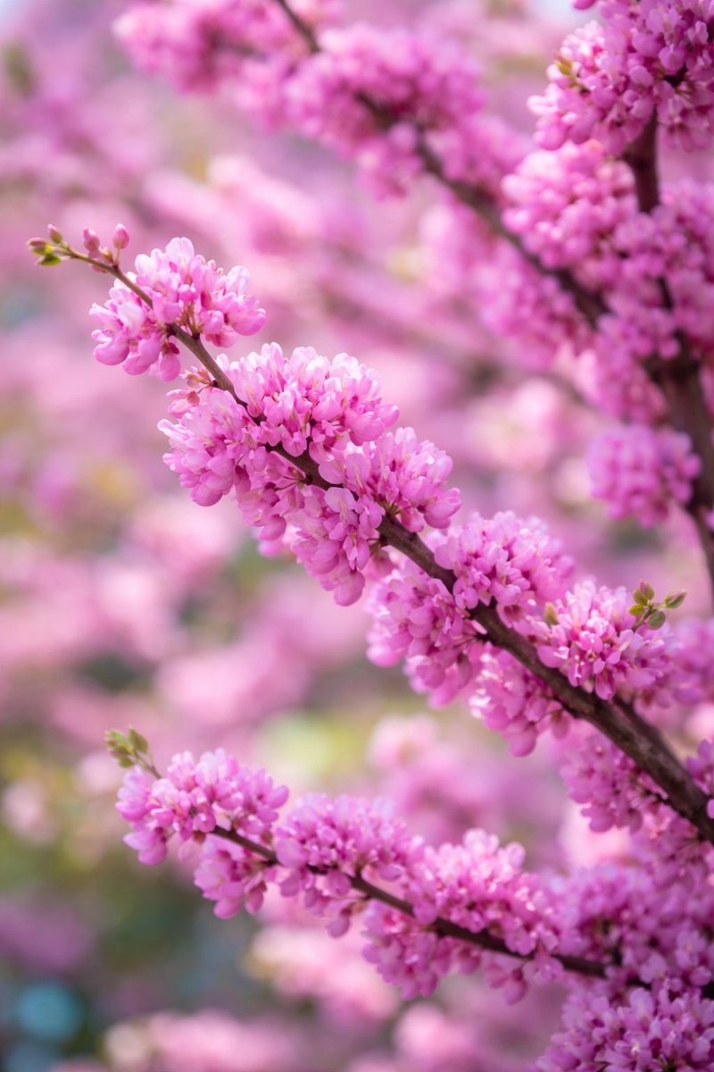 sutosun225521's tweet photo. The Last Place of Judas…
Mar 16 — Judas tree
meaning: doubt
『mystery』
Why did Judas betray?
Even that remains a doubt.
Truth is known by Judas alone—
beneath the Judas tree.
#poetry #judastree #judas #betrayal https://t.co/zVqvx5WJHS