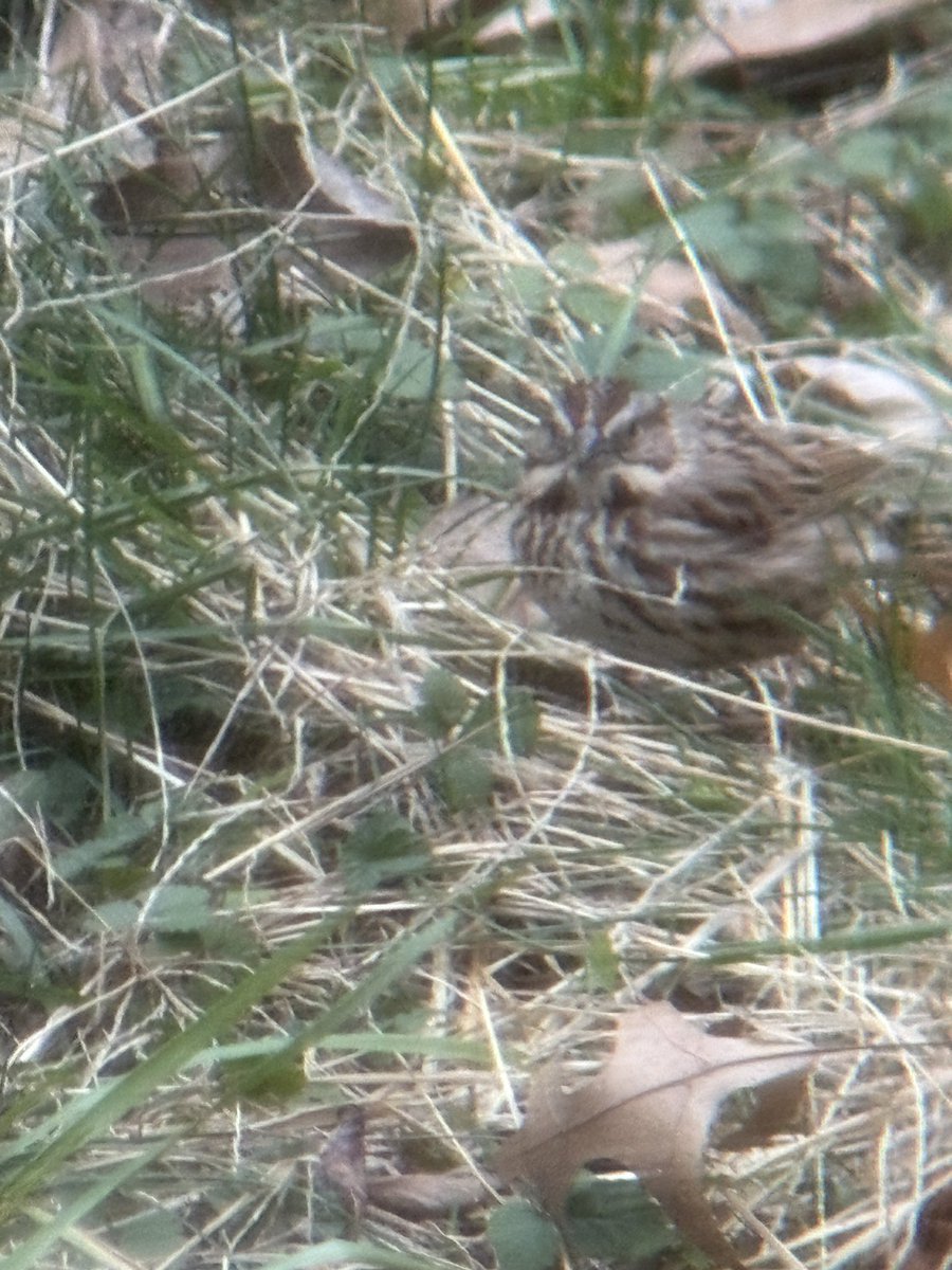 Jeremy Danneman tweet media