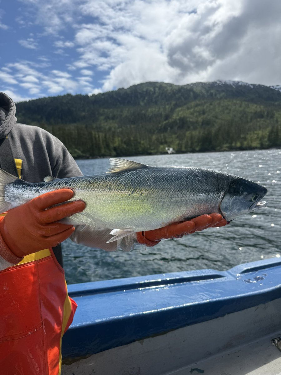 Sleepybaysalmon tweet media