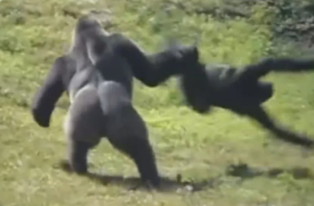 xprimeheart💙 tweet media