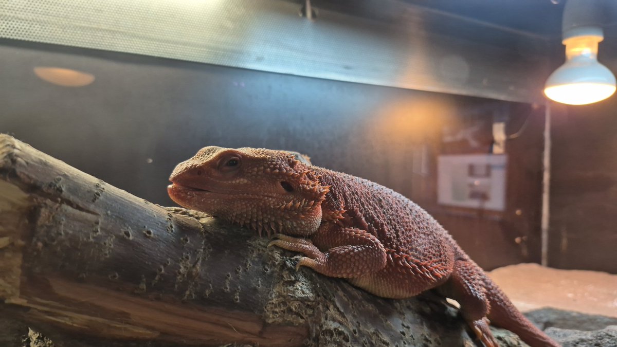 Mighty red dragon tweet media