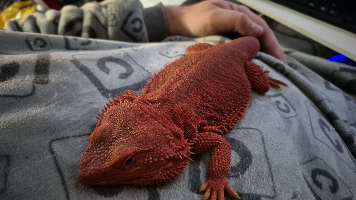 Mighty red dragon tweet media