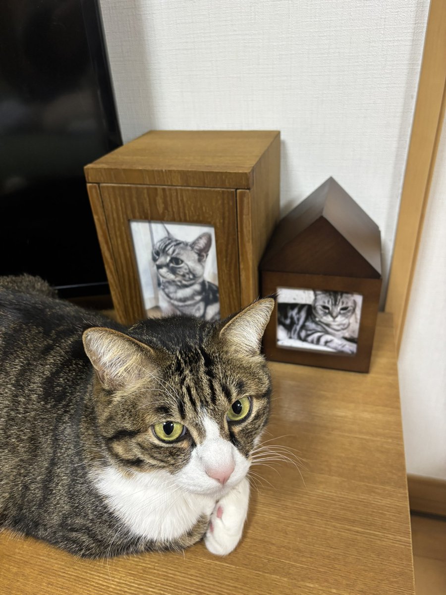 chatarolight's tweet photo. 雷斗のお骨入れが届きました
お骨とブラッシングで取れた毛を入れまし���

らいちゃんの匂いがす���のか、茶太郎はずっとお骨入れの側にいます

これからもずっと一緒だよ

#猫　#猫好きさんと繋がりたい
#虹の橋 https://t.co/nLCE4ZOhfy