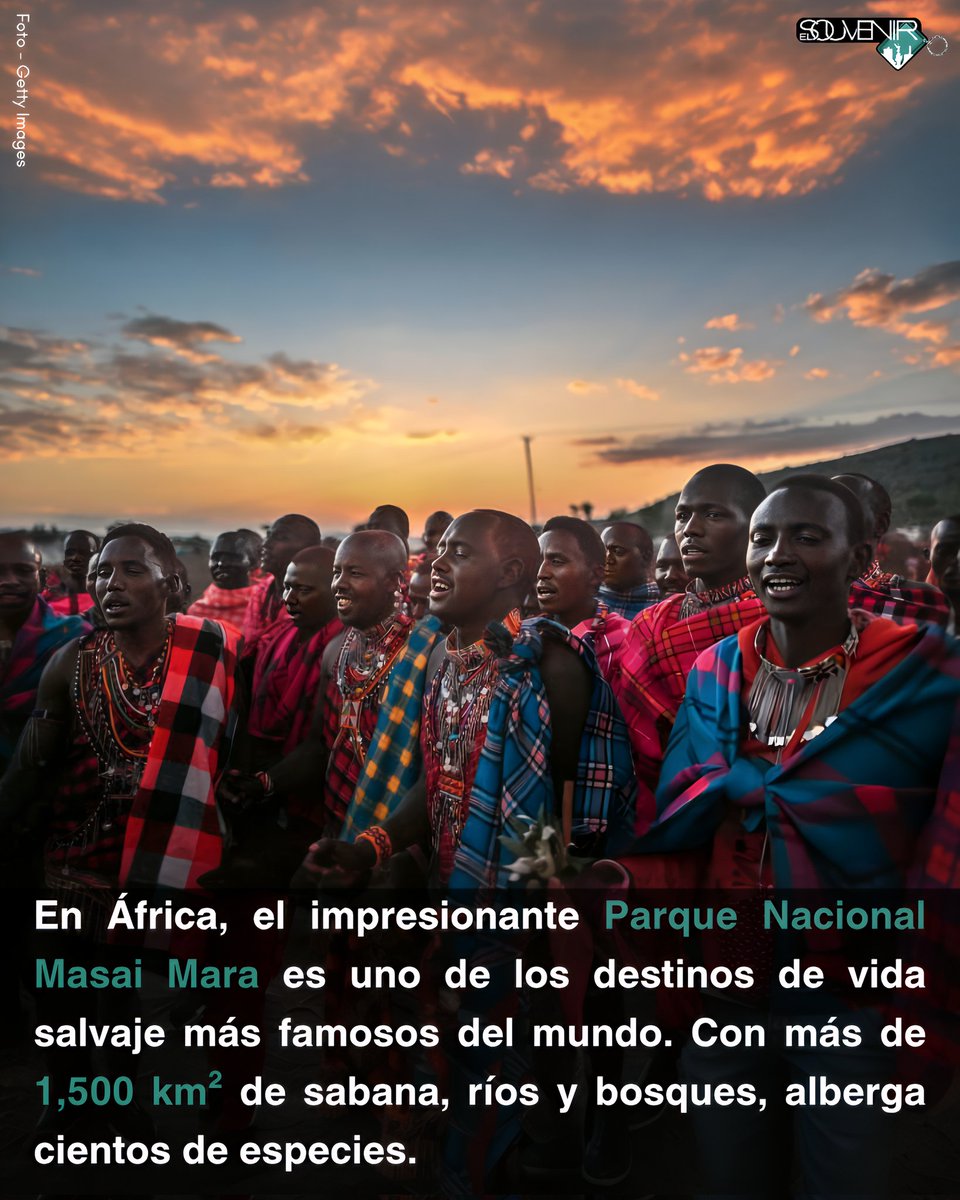 el_souvenir's tweet image. En el corazón de África, el salvaje Parque Nacional Masai Mara despliega uno de los espectáculos naturales más impresionantes del planeta: leones, elefantes y la legendaria Gran Migración recorriendo la sabana infinita. 🦁🐘

#masaimara #africa #elsouvenir #safari #aventura