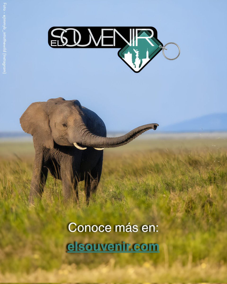 el_souvenir's tweet image. En el corazón de África, el salvaje Parque Nacional Masai Mara despliega uno de los espectáculos naturales más impresionantes del planeta: leones, elefantes y la legendaria Gran Migración recorriendo la sabana infinita. 🦁🐘

#masaimara #africa #elsouvenir #safari #aventura