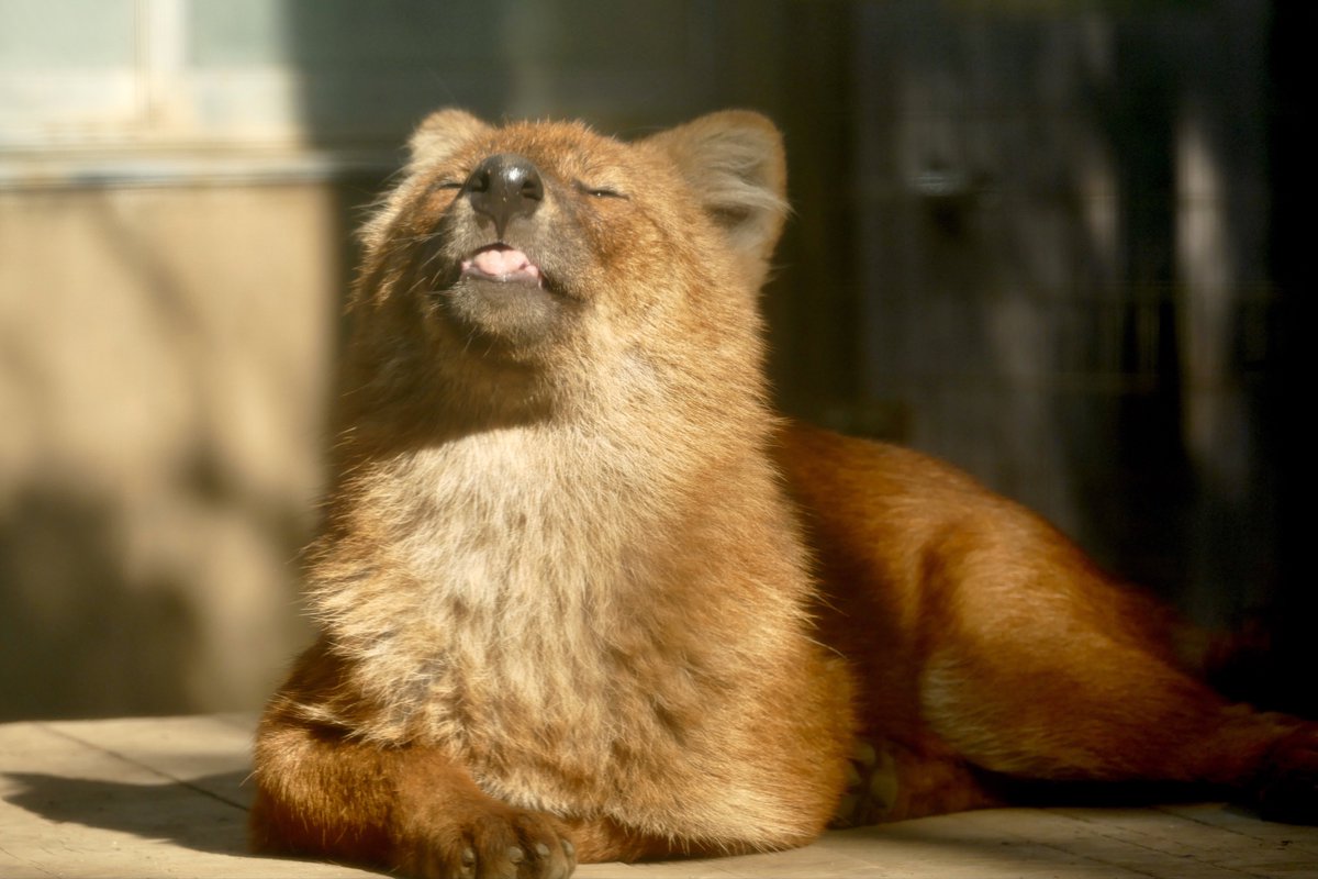 レムルゥ tweet media