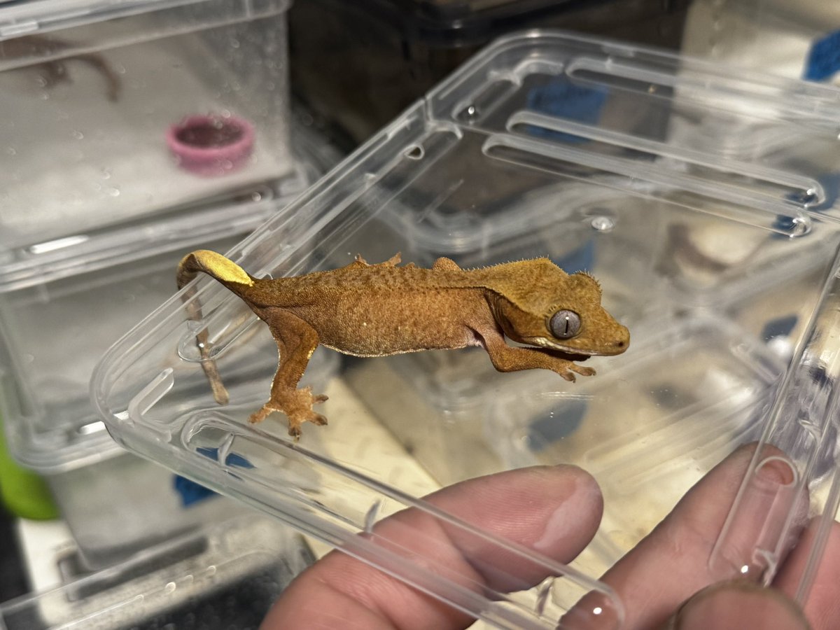 ダッツ@C collection tweet media