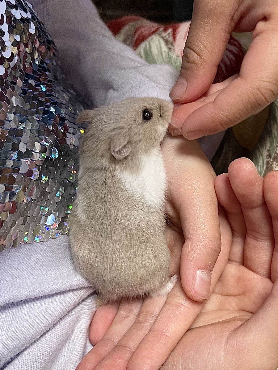 昨日、エキスポでシリアンハムスターとキャンベルハムスターを<a href="/mofumatch_k/">小動物専門店『もふまっち』3/15エキゾチックレプ&アクアエキスポ@さいたまスーパーアリーナ</a> さんからお迎えさせてもらいました🐹✨
かわいいかわいいかわいい😍🩷
#シリアンハムスター　#キャンベルハムスター