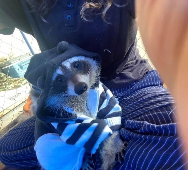 Hᴀɴɴᴀʜ – 🦝 tweet media